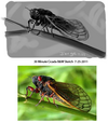 30 Minute Cicada